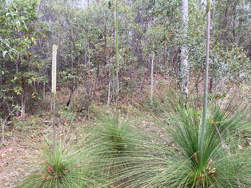 Grass Tree Bushcraft Survival Australia